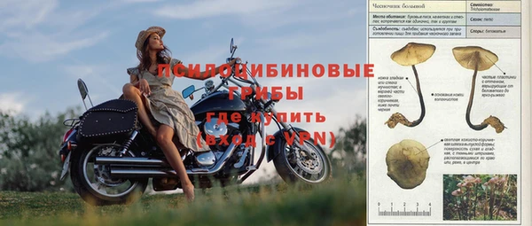 прущие грибы Ладушкин